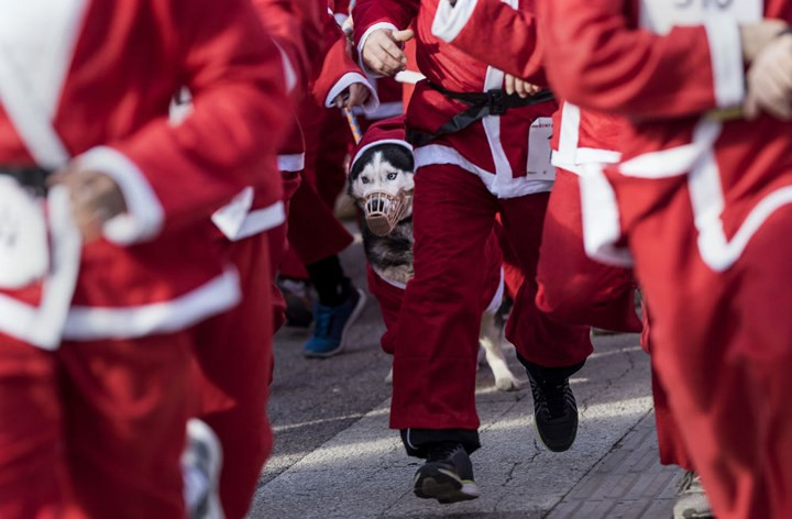 Một chú chó trong bộ đồ Santa Claus trong cuộc đua truyền thống năm mới của Santa Claus ở Skopje, Macedonia.