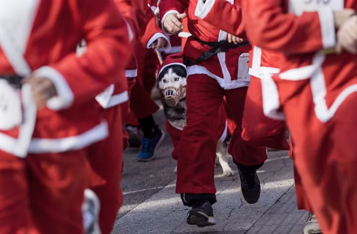 Một chú chó trong bộ đồ Santa Claus trong cuộc đua truyền thống năm mới của Santa Claus ở Skopje, Macedonia.