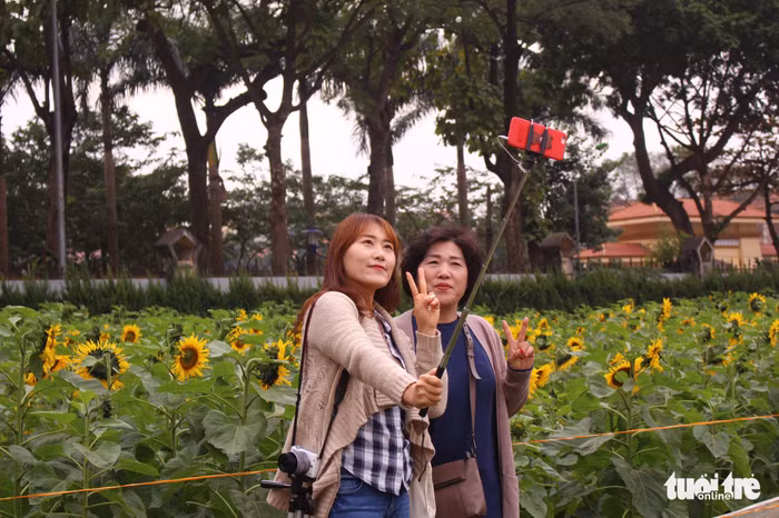 Hoa hướng dương đang nở rộ tại khu di tích Hoàng thành Thăng Long