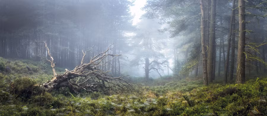 Simon Baxter từ Vương quốc Anh là người chiến thắng trong hạng mục ảnh 