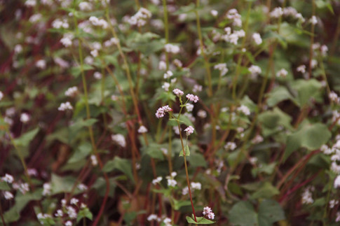 Hoa tam giác mạch hoàn toàn phù hợp với khí hậu ở Sài Gòn Hoa tam giác mạch hoàn toàn phù hợp với khí hậu ở Sài Gòn