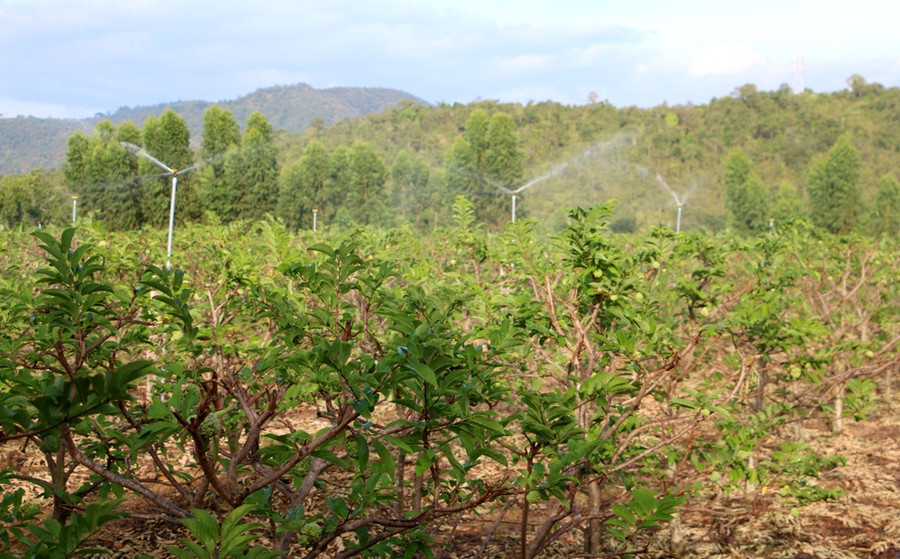 Tưới nước để ép na ra trái vụ. Ảnh: Q.T Tưới nước để ép na ra trái vụ. Ảnh: Q.T