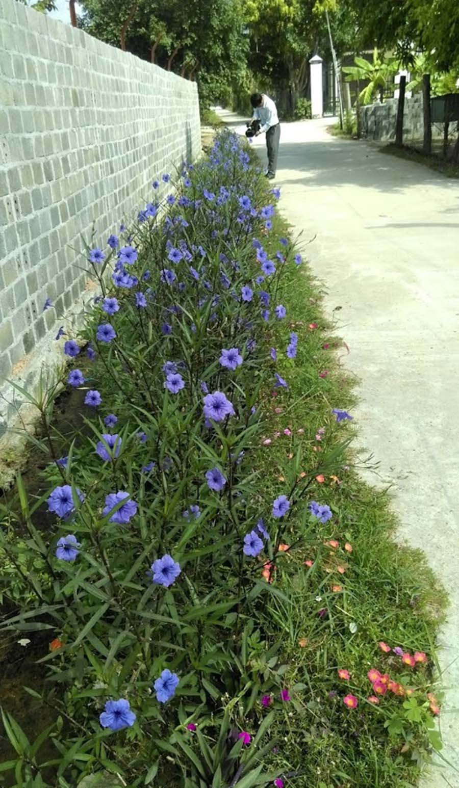 Mô hình con đường hoa ở thôn Thắng Lợi 1 (xã Ia Sol, huyện Phú Thiện). Ảnh: Dũng Phương  Mô hình con đường hoa ở thôn Thắng Lợi 1 (xã Ia Sol, huyện Phú Thiện). Ảnh: Dũng Phương