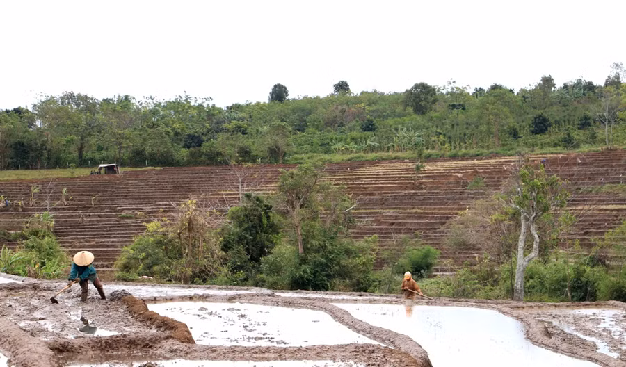 Người dân đang tập trung làm đất để gieo sạ kịp thời vụ. Ảnh: Q.T