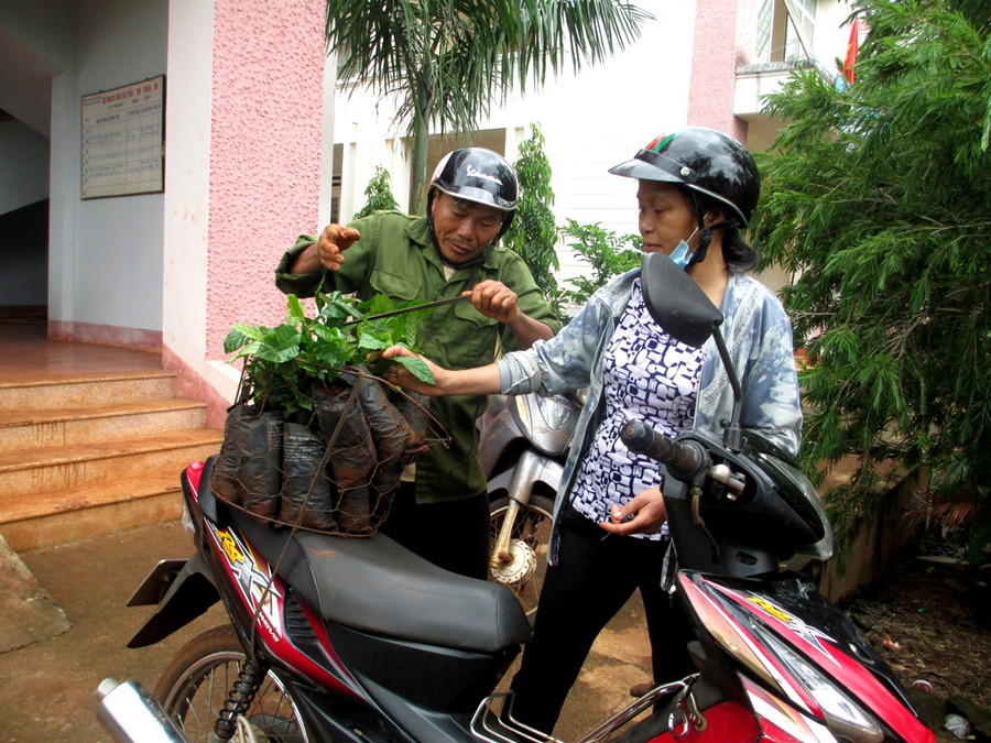 Nhu cầu tái canh cà phê của người dân trên địa bàn huyện Chư Sê khá lớn. Q.T 