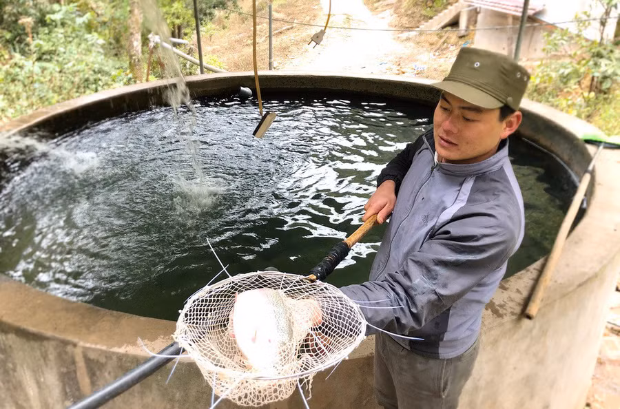 Bể nuôi cá hồi của gia đình anh Triệu Văn Trình.