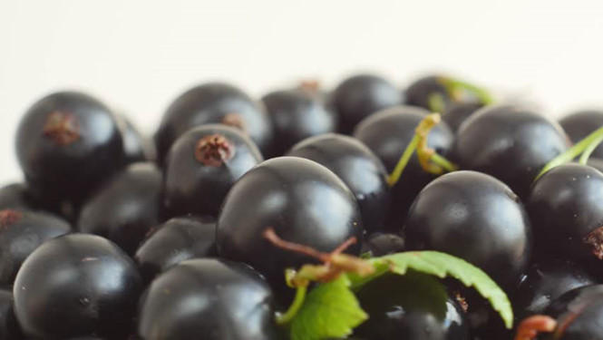 Trái lý chua đen giúp ích cho trí nhớ.