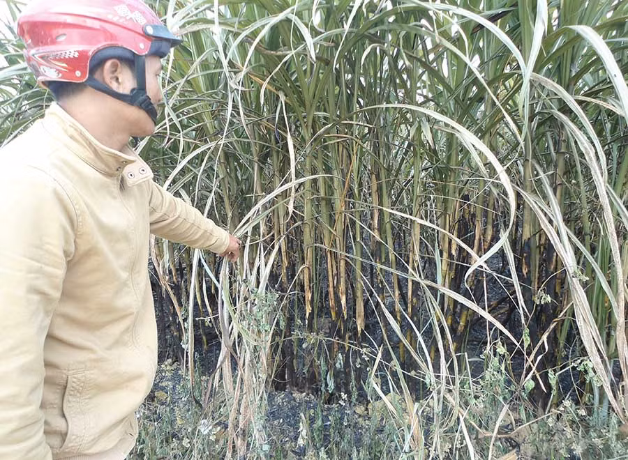 Đám mía gần 3 ha của người dân xã Thành An (thị xã An Khê) bị thiêu rụi. Ảnh: Ngọc Minh