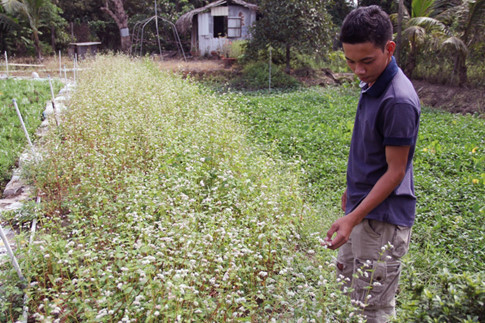 Vườn hoa tam giác mạch của chị Tú chỉ nở được một luống và sẽ được chị nhân rộng mô hình trong thời gian tới Vườn hoa tam giác mạch của chị Tú chỉ nở được một luống và sẽ được chị nhân rộng mô hình trong thời gian tới