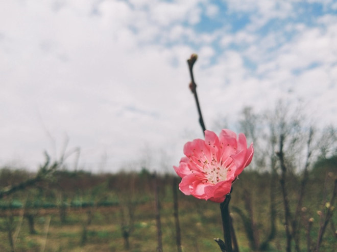 Nhật Tân là một trong những làng trồng đào nổi tiếng ở thủ đô với đặc trưng của những bông hoa thắm màu, to nụ. Đào phai là giống hoa có đường kính lớn. Hoa có màu hồng nhạt, mỗi bông đào phai có từ 20 - 22 cánh. Tại một số nhà vườn, hoa đào được trồng xen kẽ với các luống rau. Theo lời chủ nhà vườn Nhật Tân, thời tiết năm nay tương đối thuận lợi.