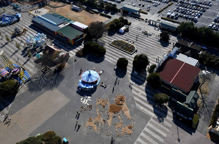  Hình ảnh chú chó Shiba Ini và 2 chú chó con chụp từ trên cao, tại công viện Hitachi Seaside ở Hitachinaka Ibarak, Nhật Bản. 