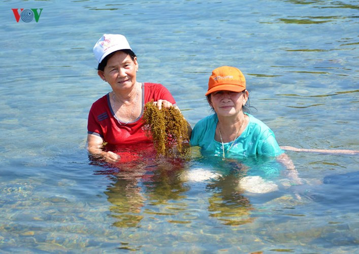 Về đây du khách sẽ được tự tay chạm vào các loại thực vật đặc trưng của vùng biển.