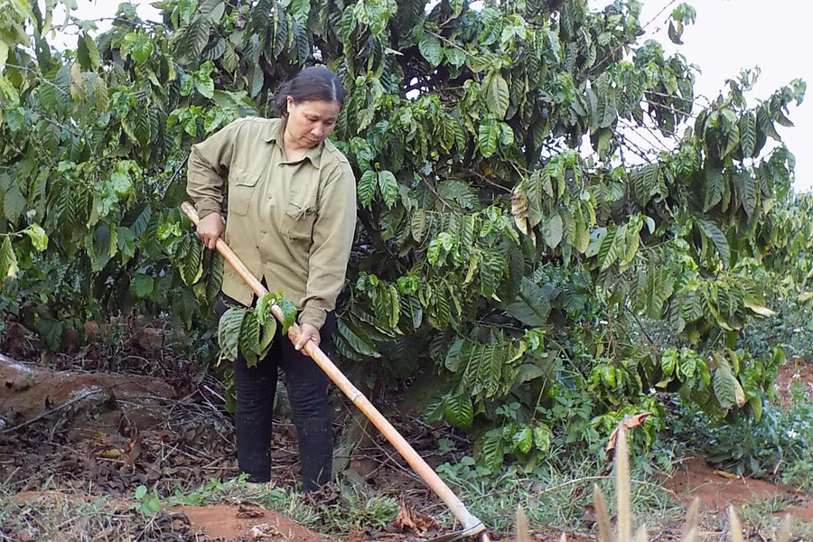 Từng bước thực hiện việc sản xuất và thu hoạch cà phê theo hướng nông nghiệp bền vững. Ảnh: L.T