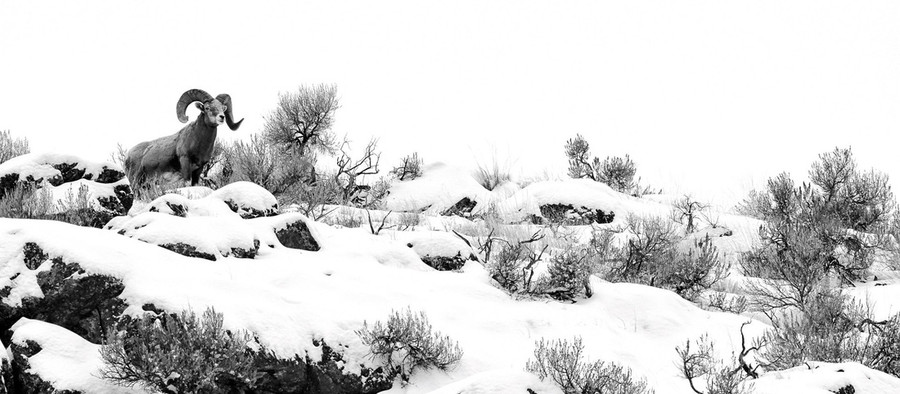 Ảnh thiên nhiên đẹp ngỡ ngàng ảnh 1 Người chiến thắng ở hạng mục Nhiếp ảnh gia trẻ thuộc Josiah Launstein người Canada với bức ảnh chụp một con cừu núi sừng lớn Sierra Nevada ở British Columbia (Canada).