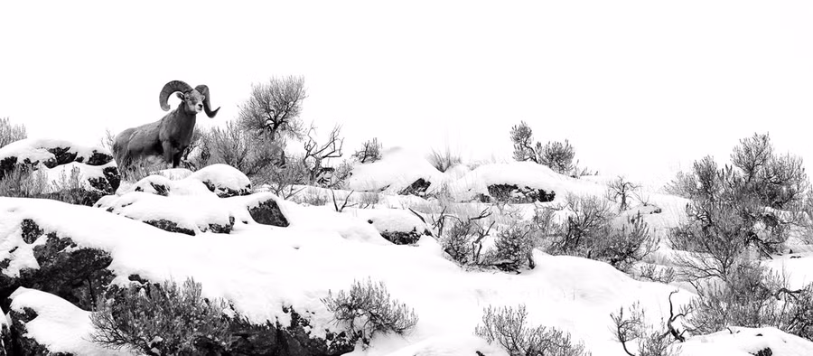  Người chiến thắng ở hạng mục Nhiếp ảnh gia trẻ thuộc Josiah Launstein người Canada với bức ảnh chụp một con cừu núi sừng lớn Sierra Nevada ở British Columbia (Canada). 