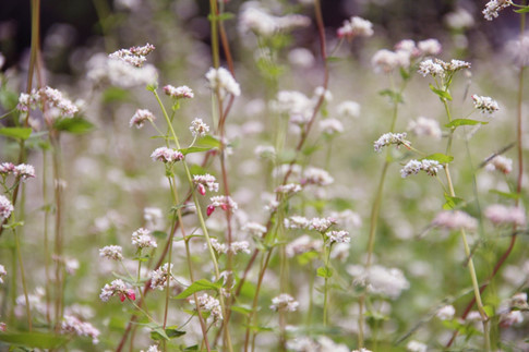Hoa tam giác mạch khoe sắc Hoa tam giác mạch khoe sắc