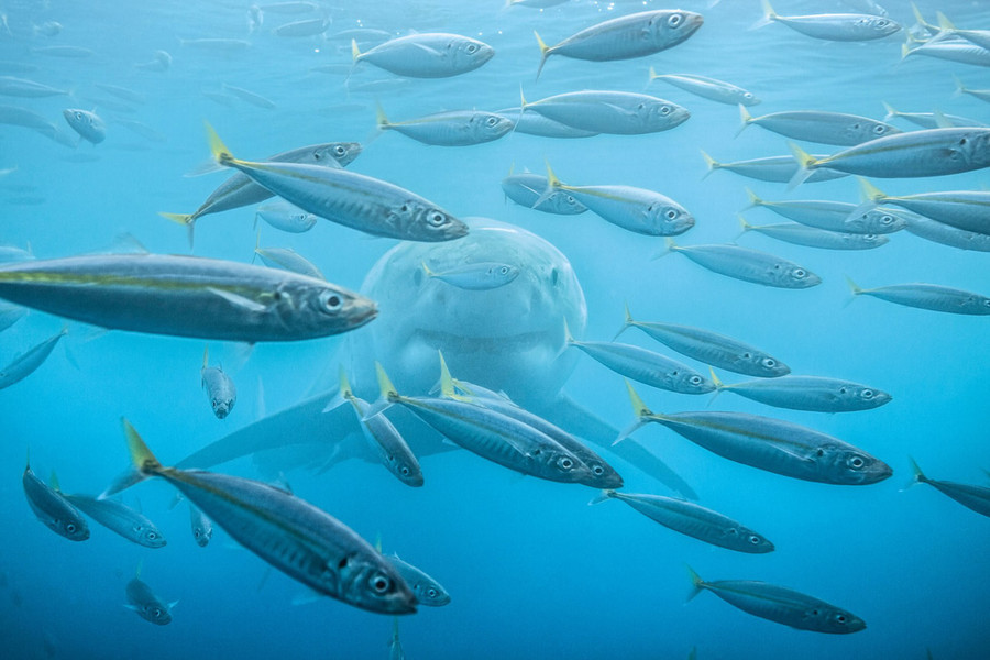 Một bức ảnh khác thuộc hạng mục "Ảnh thiếu sáng" của tác giả Pekka Tuuri người Phần Lan, chụp về một con cá mập trắng ở Mexico. Một bức ảnh khác thuộc hạng mục