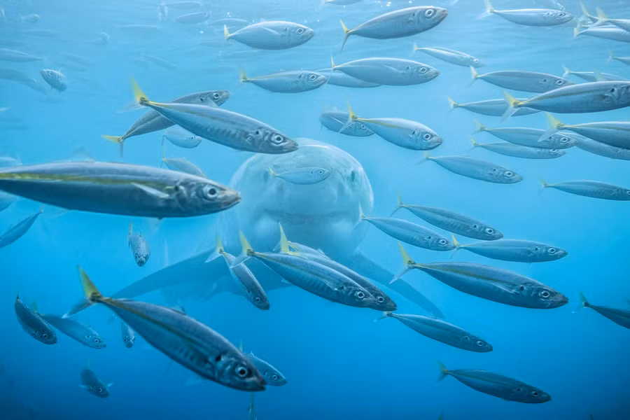  Một bức ảnh khác thuộc hạng mục 