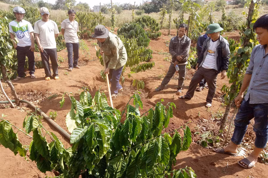 Cán bộ xã hướng dân nông dân kỹ thuật làm bồn cà phê. Ảnh: L.T