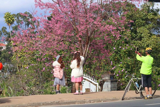 Du khách chụp ảnh với hoa mai anh đào Đà Lạt.