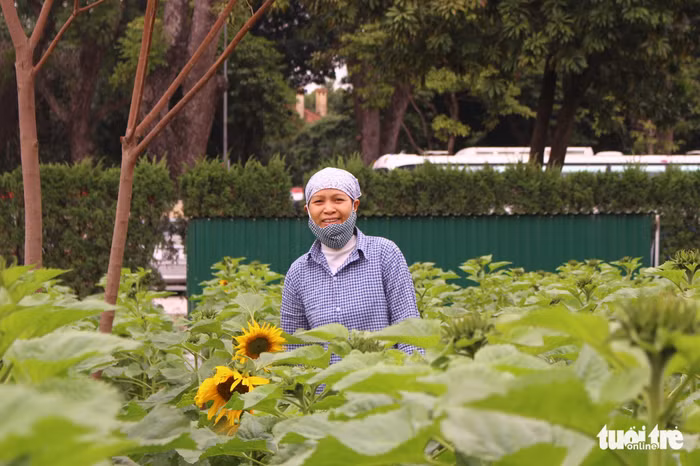 Nhân viên đang chăm sóc vườn hoa hướng dương còn lại, đợi ngày hoa bung nở phục vụ du khách dịp cuối năm