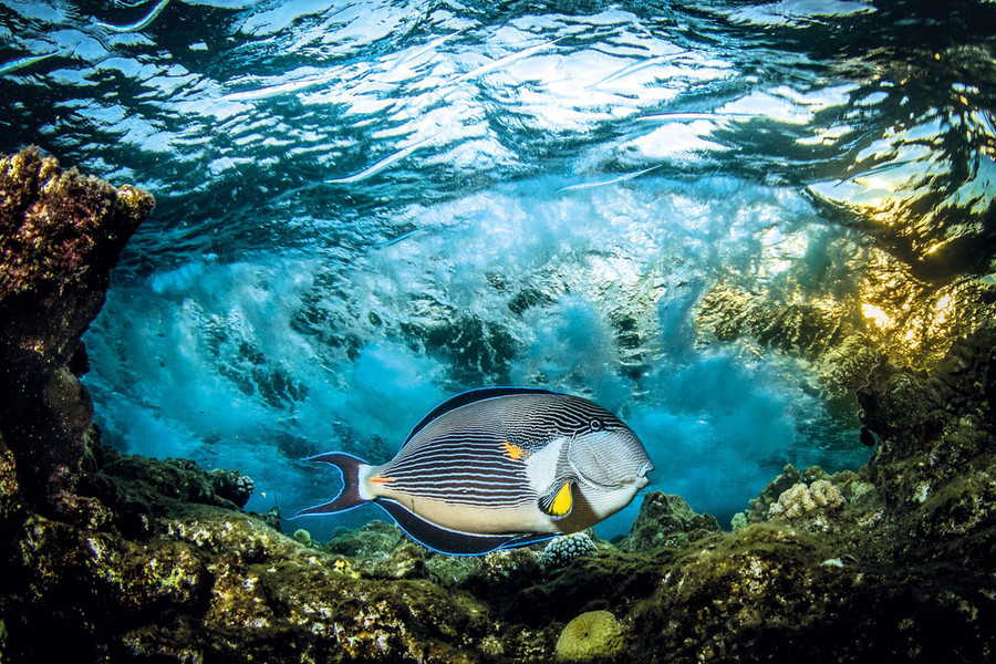 Saeed Rashid từ Vương quốc Anh chiến thắng trong hạng mục "Ảnh thiếu sáng" nhờ bức ảnh một con cá ở biển Đỏ. Saeed Rashid từ Vương quốc Anh chiến thắng trong hạng mục