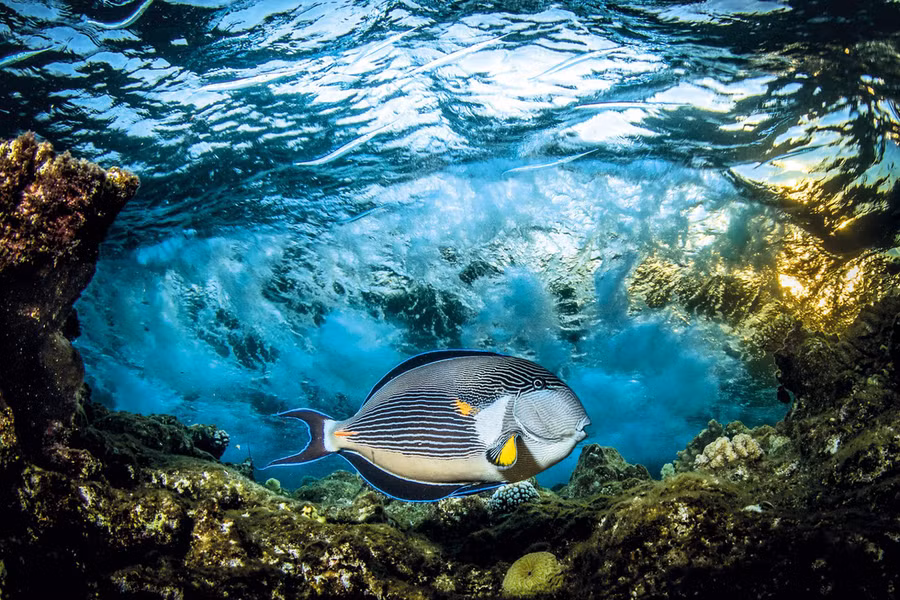 Saeed Rashid từ Vương quốc Anh chiến thắng trong hạng mục 