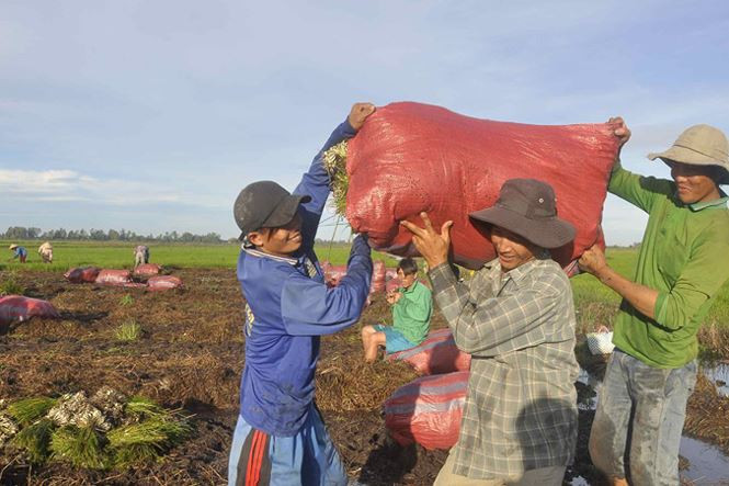 Thu hoạch kiệu ở Tam Nông (Đồng Tháp). Thu hoạch kiệu ở Tam Nông (Đồng Tháp).