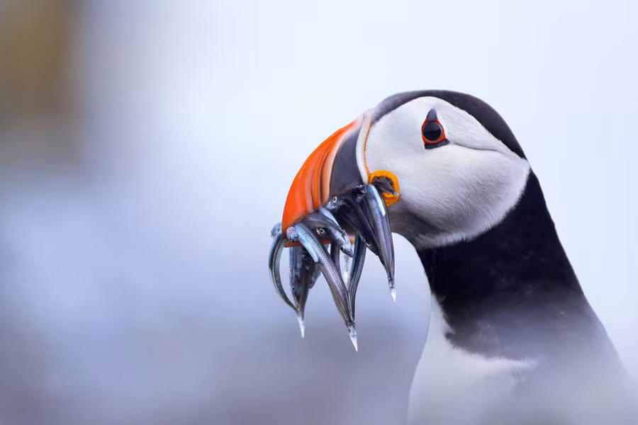  Ảnh: Alicia Hayden