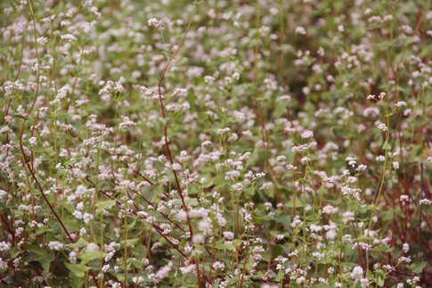 Hoa tam giác mạch hoàn toàn có thể được trồng ở Sài Gòn nếu biết cách trồng và chăm sóc Hoa tam giác mạch hoàn toàn có thể được trồng ở Sài Gòn nếu biết cách trồng và chăm sóc