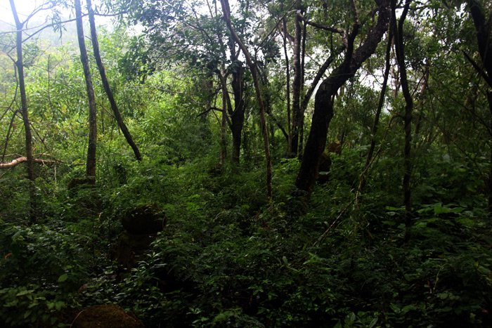 Mộ ẩn hiện trong rừng sâu.