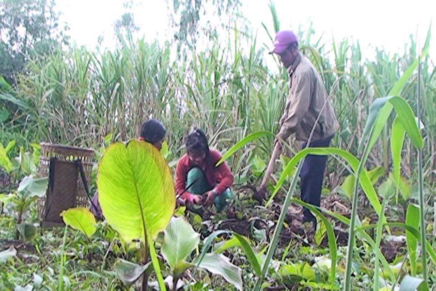 Không ít người lại phải đi làm thuê ngay chính trên diện tích đất mà đã được chính quyền địa phương cấp quyền sử dụng