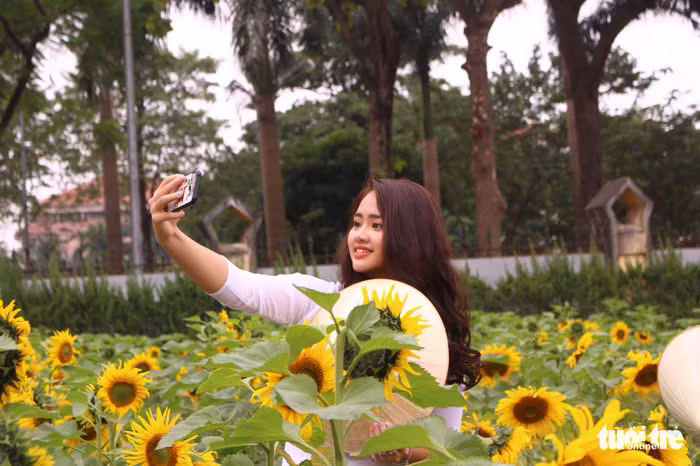 Một thiếu nữ ghi lại khoảnh khắc đẹp bên hoa hướng dương 
