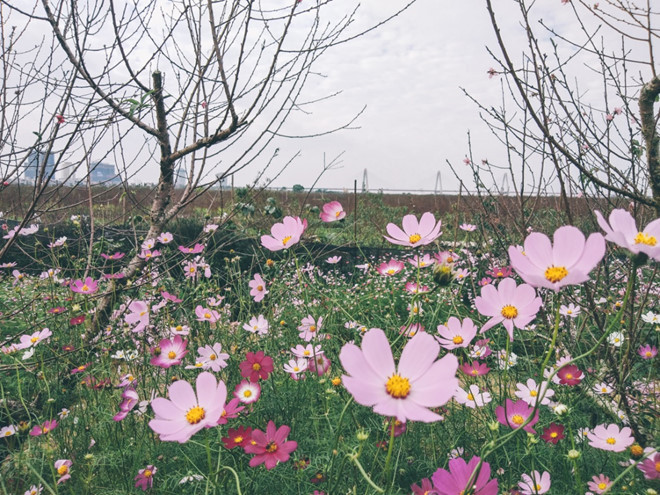 Các làng hoa thu hút nhiều bạn trẻ đến chụp ảnh, tận hưởng không khí Tết sớm.