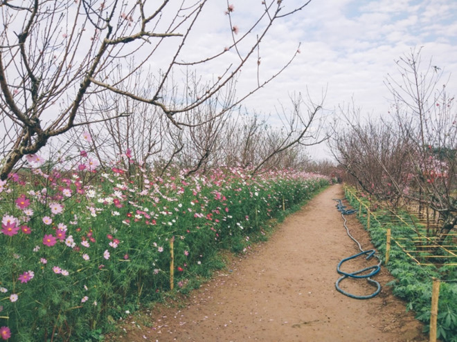 Không chỉ có đào, nhiều loại hoa khác cũng được trồng đan xen để phục vụ nhu cầu của du khách.