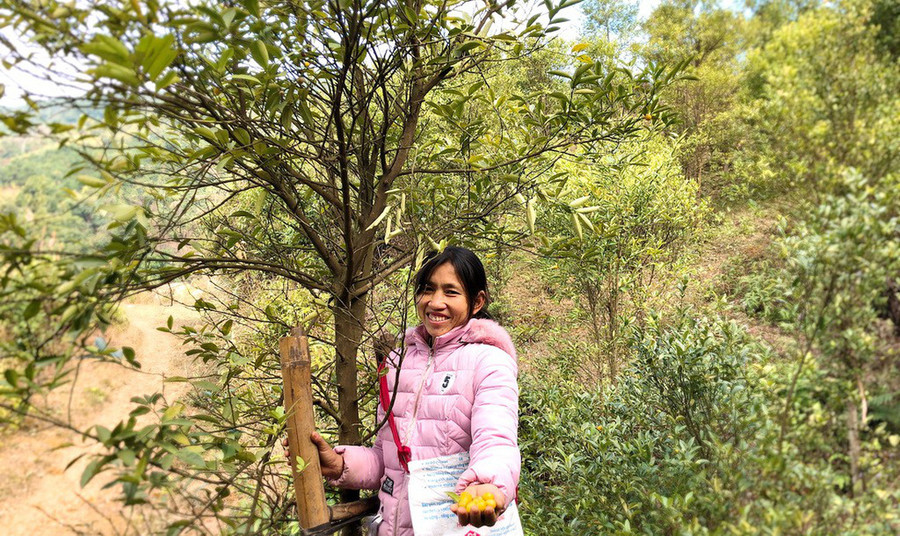 Chị Hoàng Thị Hòa, thôn Bó Pằm, thu hoạch chanh rừng.