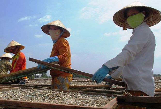 Phơi khô ở Cà Mau. Phơi khô ở Cà Mau.