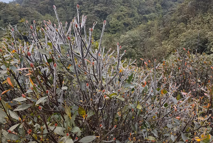 Băng giá trên đỉnh Mẫu Sơn ngày 9-1 vừa qua.