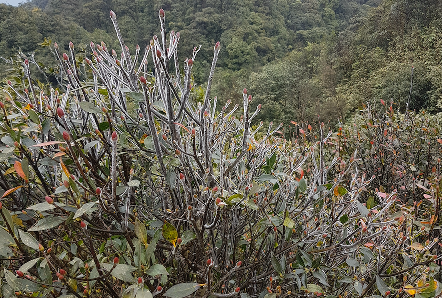 Băng giá trên đỉnh Mẫu Sơn ngày 9-1 vừa qua.