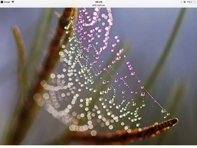 Dựa vào ý tưởng mạng nhện, các nhà khoa học thiết kế mô hình giữ và bảo vệ được các tế bào sản xuất insulin, cấy vào cơ thể người bệnh tiểu đường. Dựa vào ý tưởng mạng nhện, các nhà khoa học thiết kế mô hình giữ và bảo vệ được các tế bào sản xuất insulin, cấy vào cơ thể người bệnh tiểu đường.