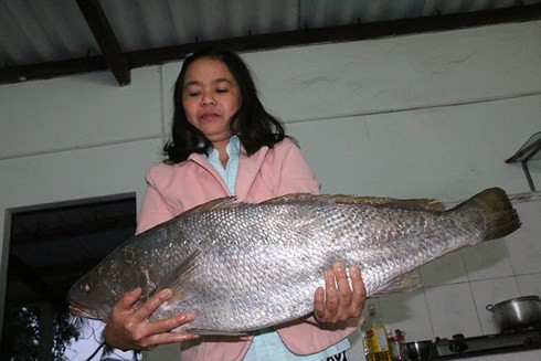 Chị Sự đang bảo quản con cá ở nhà chờ thương lái đến mua