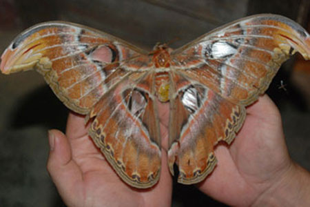 Bướm khổng lồ tại nhà anh Danh