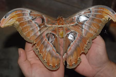 Bướm khổng lồ tại nhà anh Danh