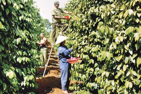 Thu hoạch tiêu. Ảnh: Đ.T