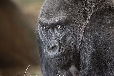 Kolo năm nay đã ngoài 54 tuổi, tính theo tuổi con người là hơn trăm tuổi