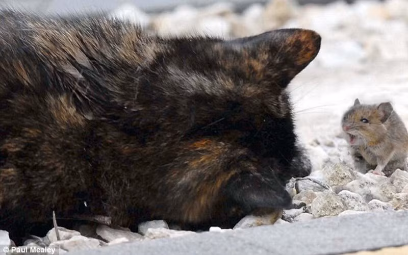 "Lala trông thực sự hạnh phúc khi nó đã tìm được một người bạn mới", anh Mealey cho biết thêm. (ảnh: Paul Mealey/DM)