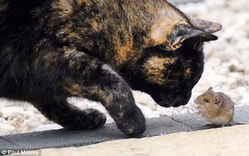 Anh Paul Mealey, chủ của cô mèo Lala, nói: 