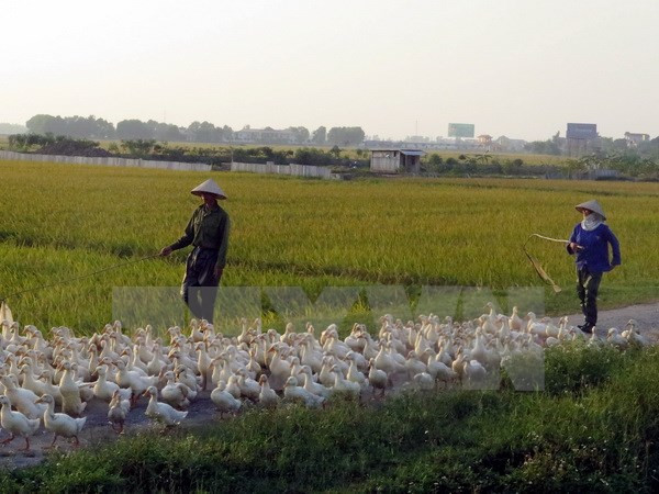 Người nuôi gia cầm ở xã Hiển Khánh, huyện Vụ Bản, lo lắng khi xuất hiện ổ dịch cúm A/H5N6 tại địa phương. Người nuôi gia cầm ở xã Hiển Khánh, huyện Vụ Bản, lo lắng khi xuất hiện ổ dịch cúm A/H5N6 tại địa phương.