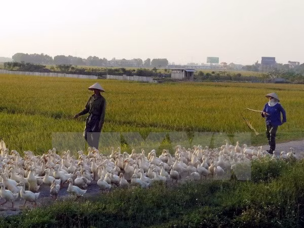 Người nuôi gia cầm ở xã Hiển Khánh, huyện Vụ Bản, lo lắng khi xuất hiện ổ dịch cúm A/H5N6 tại địa phương.