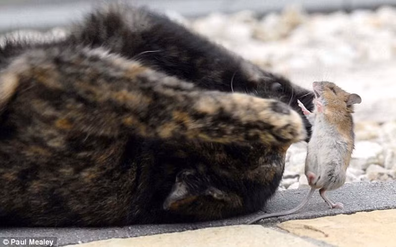 Sau khi đặt 1 nụ hôn lên chuột, mèo Lala lăn tròn, còn chú chuột nhảy múa. (ảnh: Paul Mealey/DM)